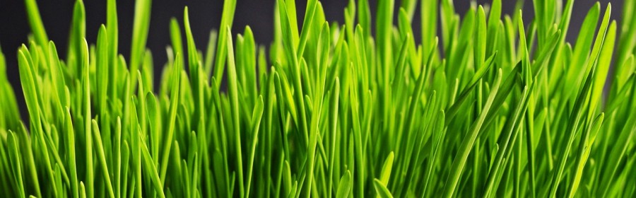 Gazon synthétique autour de la piscine