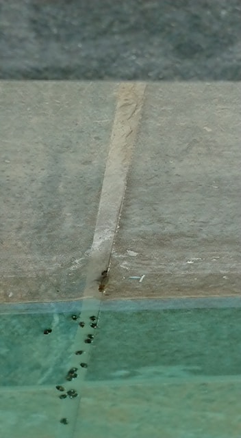 PISCINE 3.jpg